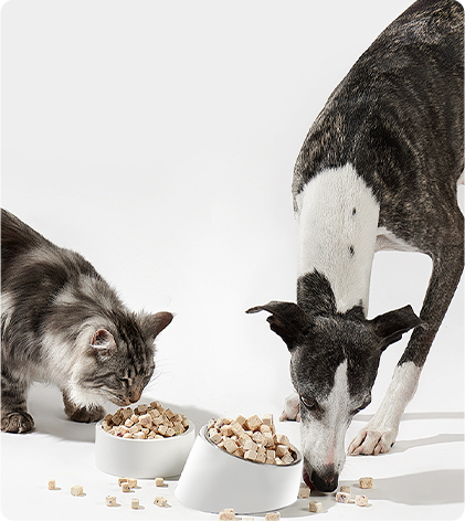 Tazón de alimentación para perros y gatos