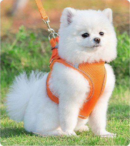 Correas y arneses para perros